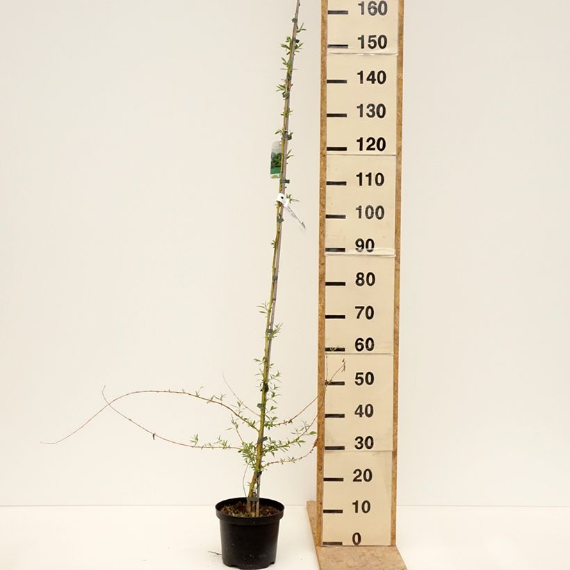 Esimerkki keväällä toimitetusta Valkosalava Tristis Pot de 4L/5L-taimesta