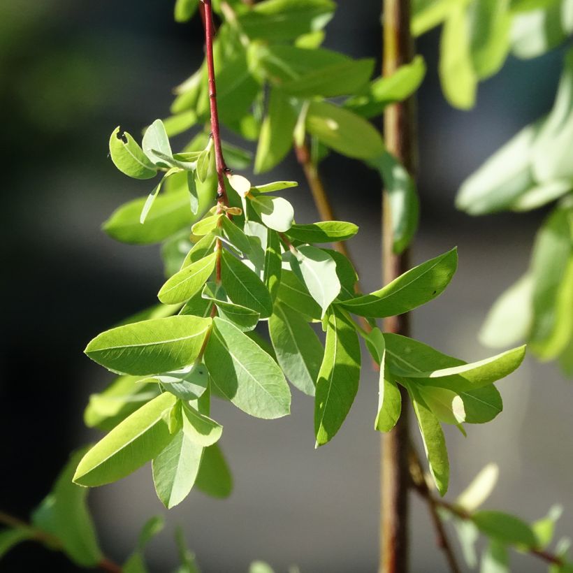 Kaartopaju Pendula (Lehvistö)