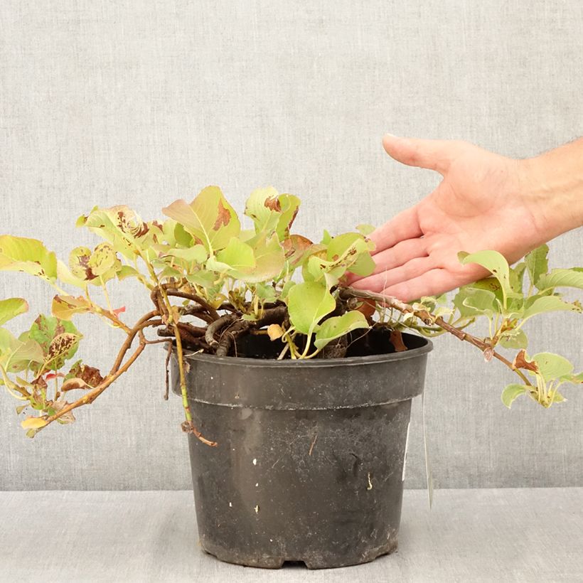 Esimerkki kesällä toimitetusta Paju - Salix kurilensis 4 litran/5 litran ruukku-taimesta