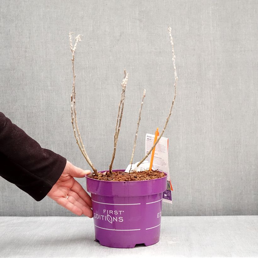 Esimerkki talvella toimitetusta Saule tomenteux - Salix candida Iceberg Alley Pot de 3L/4L-taimesta