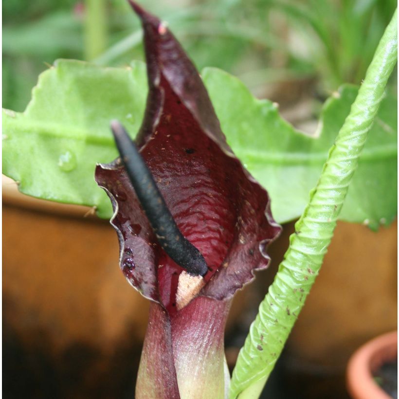 Sauromatum giganteum (Kukinta)