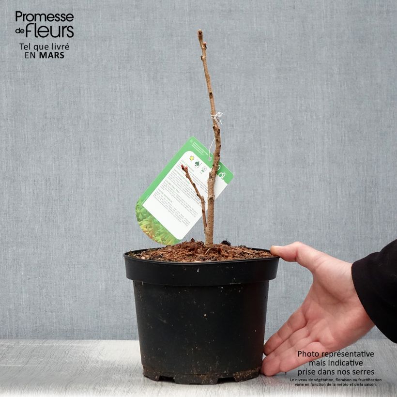 Esimerkki keväällä toimitetusta Rakkopuu Coral Sun Pot de 3L/4L-taimesta