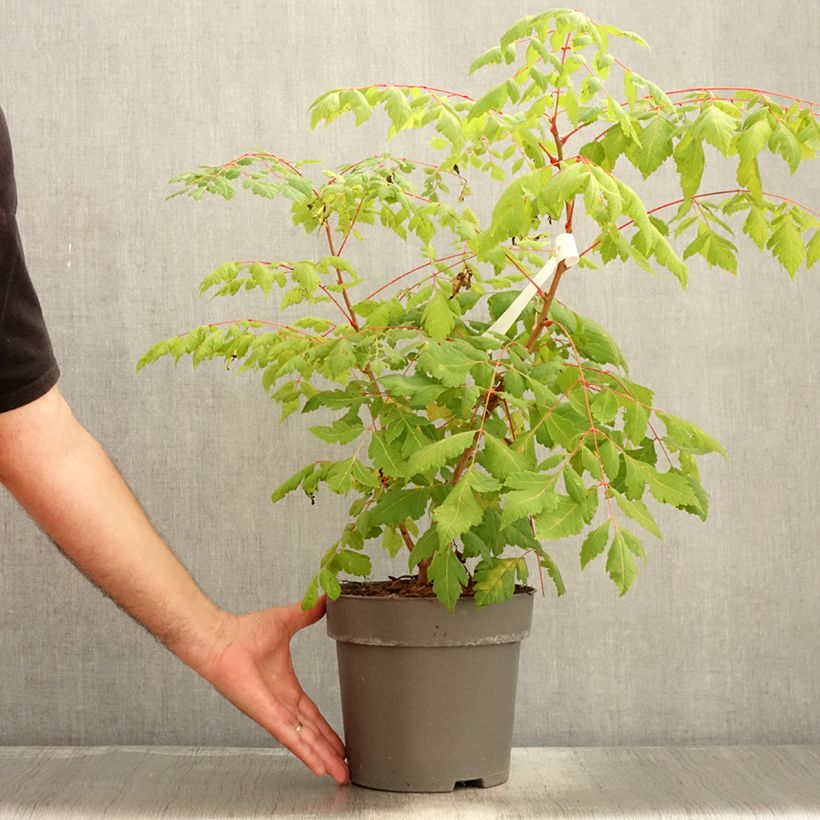 Esimerkki kesällä toimitetusta Rakkopuu Coral Sun Pot de 7,5L/10L-taimesta