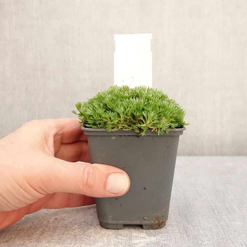 Esimerkki talvella toimitetusta Patjarikko Adebar 8/9 cm taimiruukku-taimesta