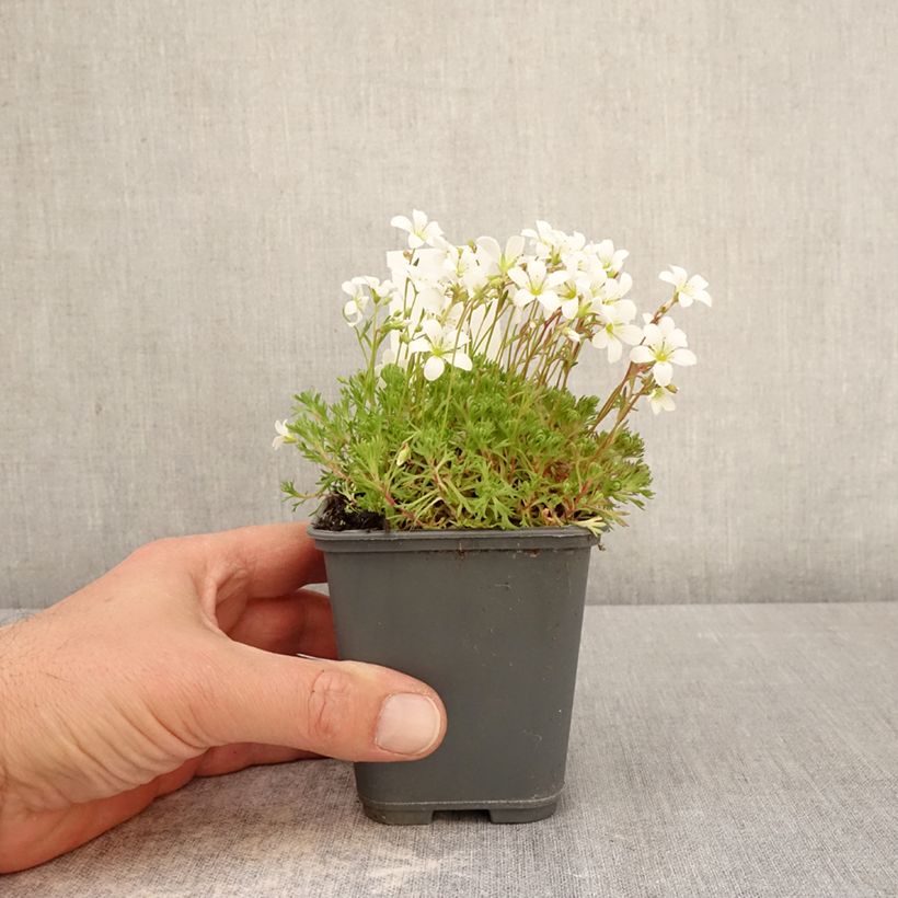 Esimerkki keväällä toimitetusta Patjarikko Adebar Taimiruukku 8/9 cm-taimesta