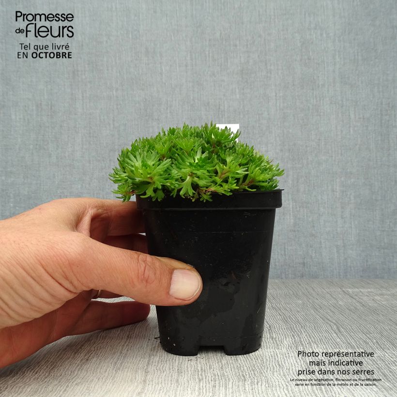 Esimerkki syksyllä toimitetusta Patjarikko Purpurteppich 8/9 cm taimiruukku-taimesta