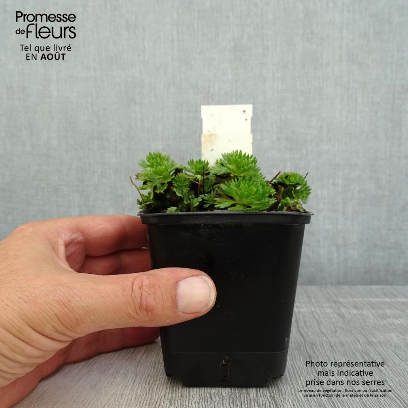 Esimerkki kesällä toimitetusta Patjarikko Ware's Crimson Taimiruukku 8/9 cm-taimesta