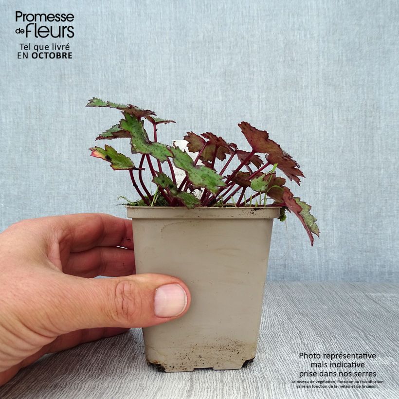 Esimerkki syksyllä toimitetusta Riko Black Ruby 8/9 cm taimiruukku-taimesta