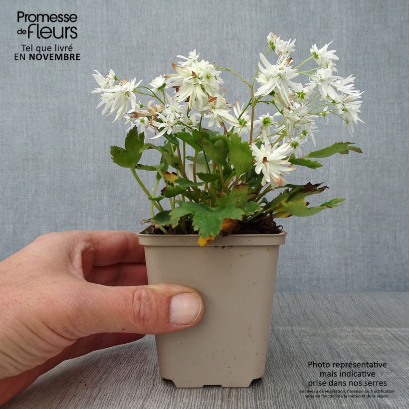 Esimerkki syksyllä toimitetusta Riko Shiranami 8/9 cm taimiruukku-taimesta