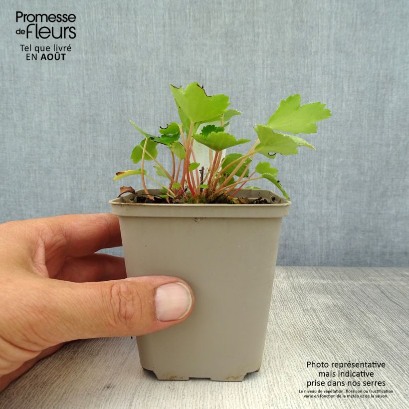 Esimerkki kesällä toimitetusta Riko Shiranami Godet de 8/9 cm-taimesta