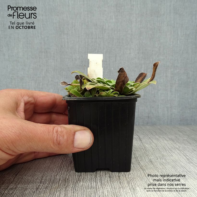 Esimerkki syksyllä toimitetusta Tunturirikko Southside Seedling 8/9 cm taimiruukku-taimesta