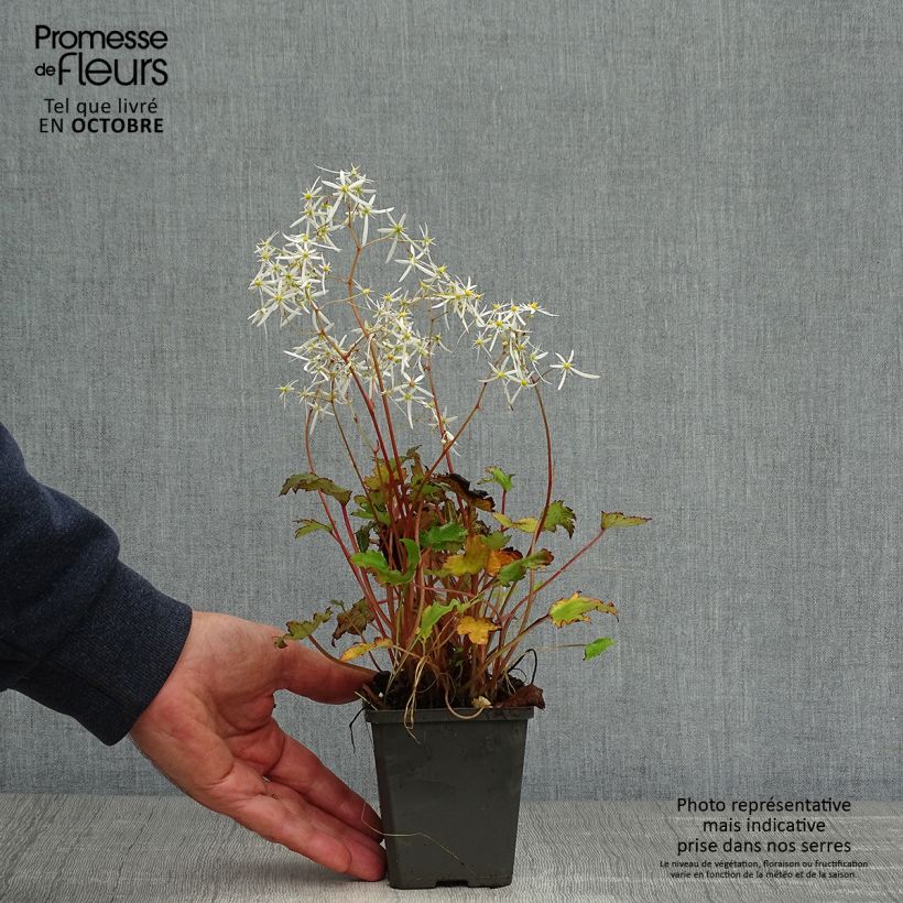 Esimerkki syksyllä toimitetusta Syysrikko Rubrifolia 8/9 cm taimiruukku-taimesta