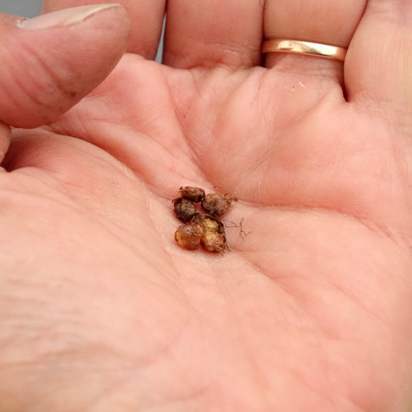 Esimerkki keväällä toimitetusta Papelorikko Flore Pleno Bulbe size I-taimesta
