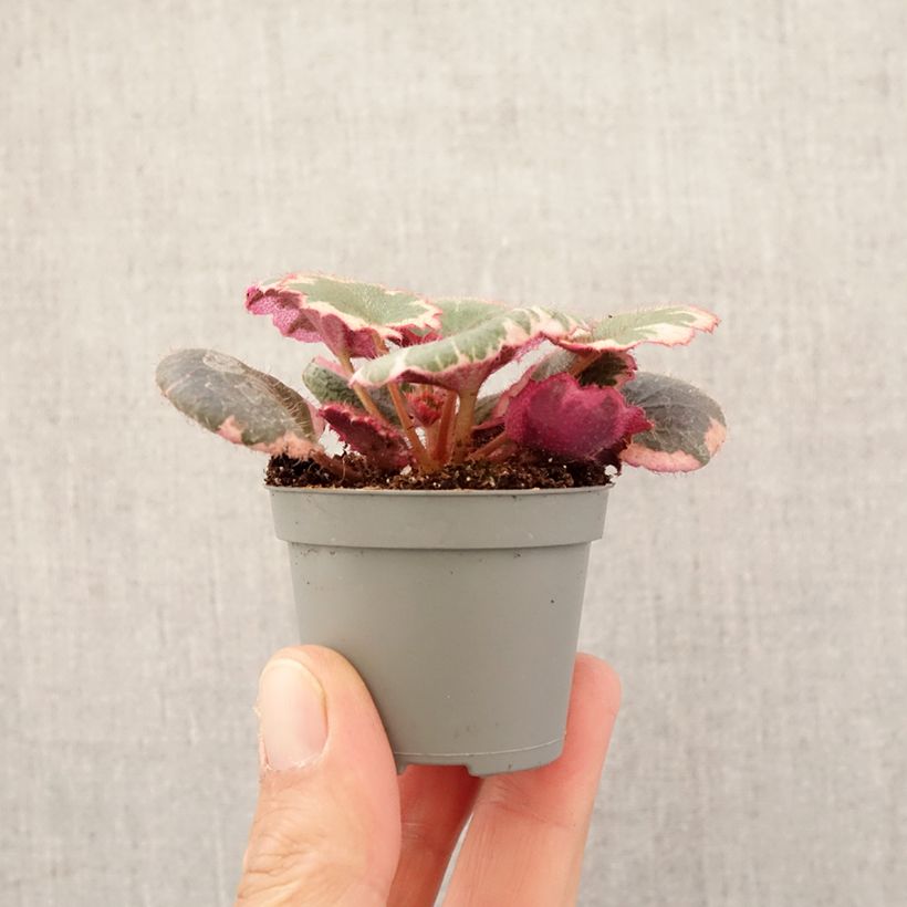 Esimerkki keväällä toimitetusta Aaroninparta Variegata Minikasvi-taimesta