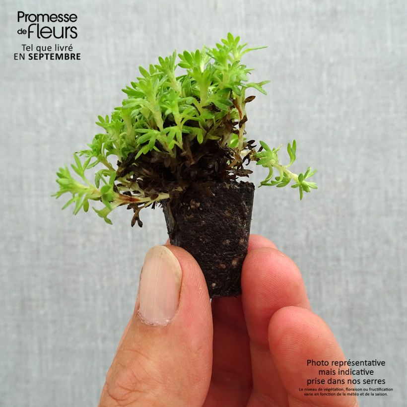 Esimerkki syksyllä toimitetusta Patjarikko Pixie Mini-motte Ø 3/4 cm-taimesta