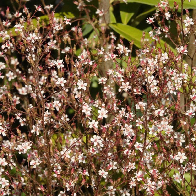 Posliinirikko Aureopunctata (Kukinta)