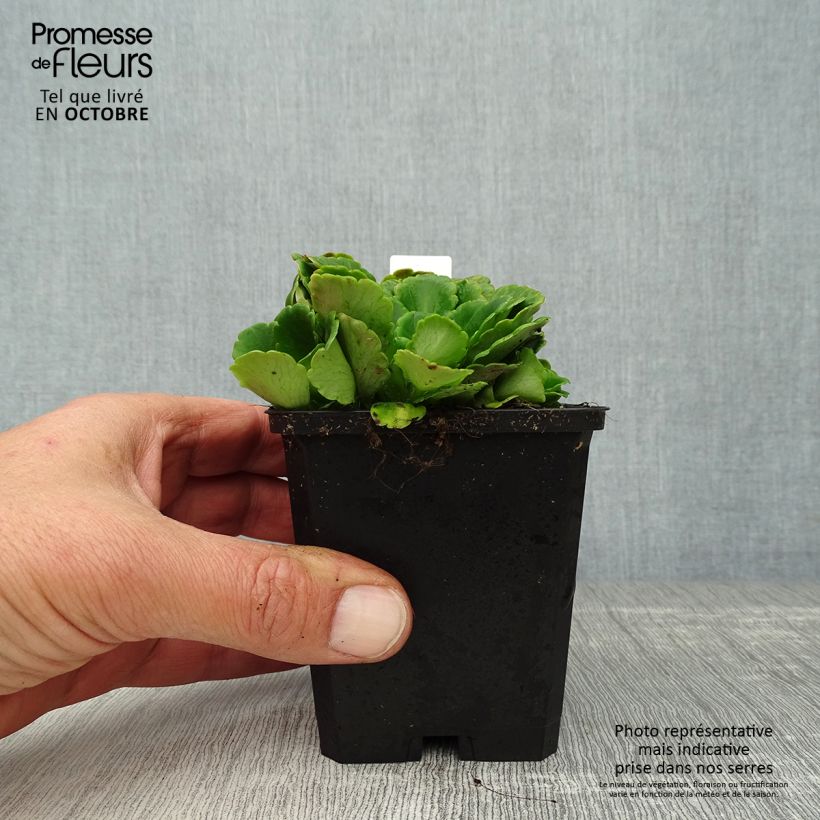 Esimerkki syksyllä toimitetusta Posliinirikko - Saxifraga x urbium 8/9 cm taimiruukku-taimesta
