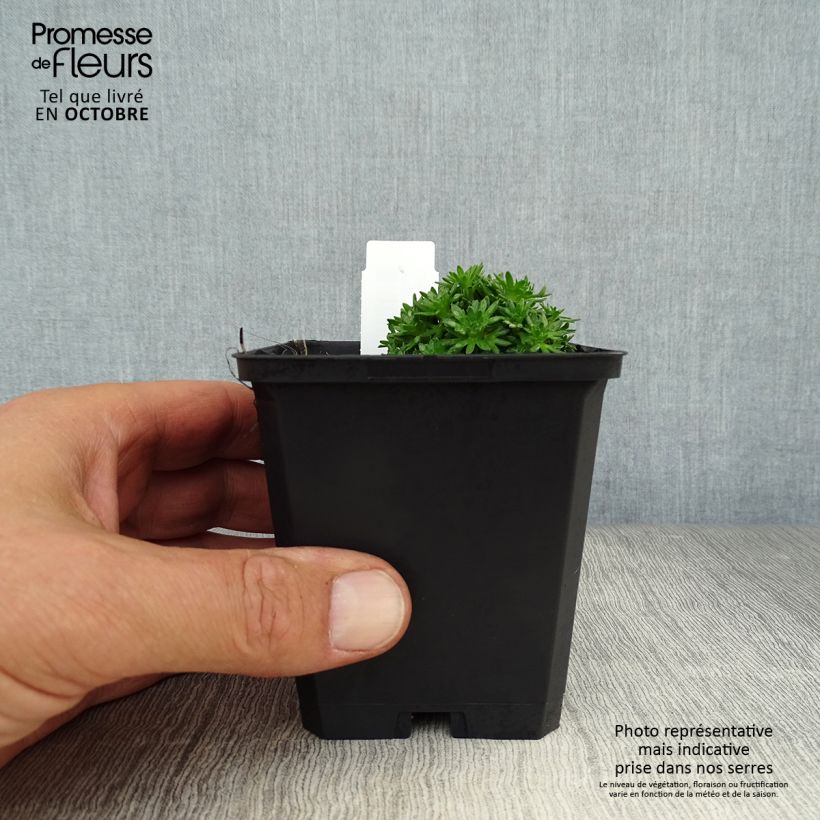 Esimerkki syksyllä toimitetusta Patjarikko Pixie White 8/9 cm taimiruukku-taimesta