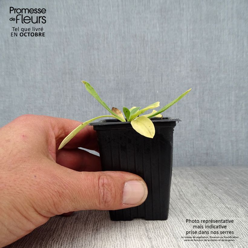 Esimerkki syksyllä toimitetusta Kaukasiantörmäkukka Perfecta 7/8 cm taimiruukku-taimesta