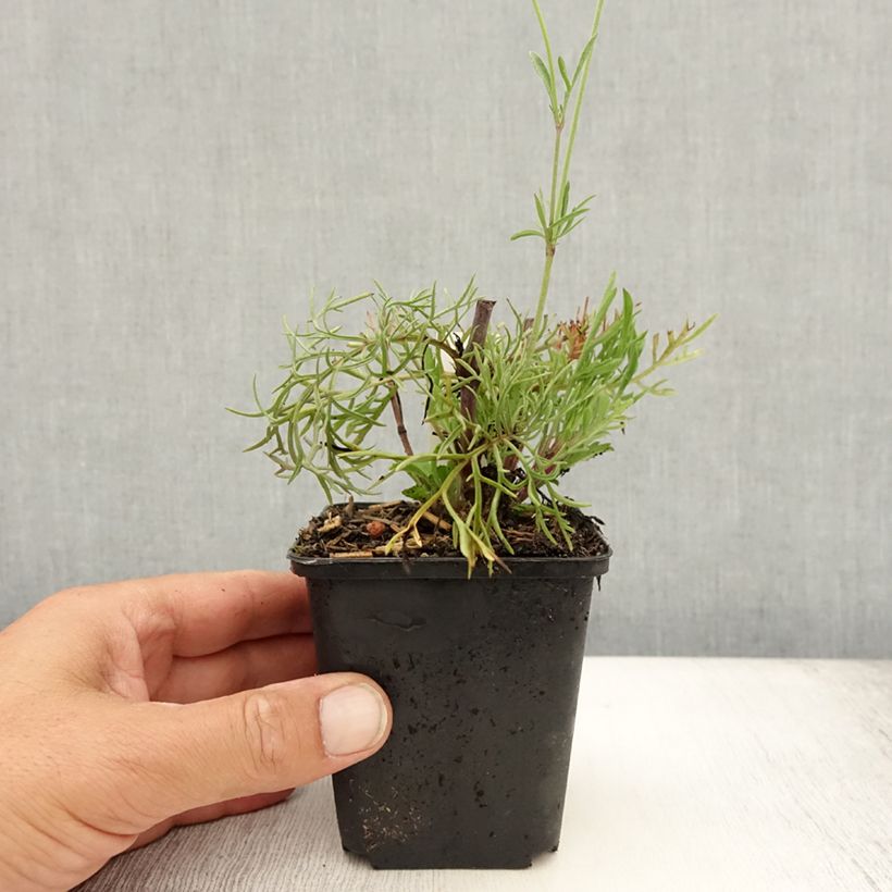 Esimerkki kesällä toimitetusta Keltatörmäkukka - Scabiosa ochroleuca Godet de 8/9 cm-taimesta