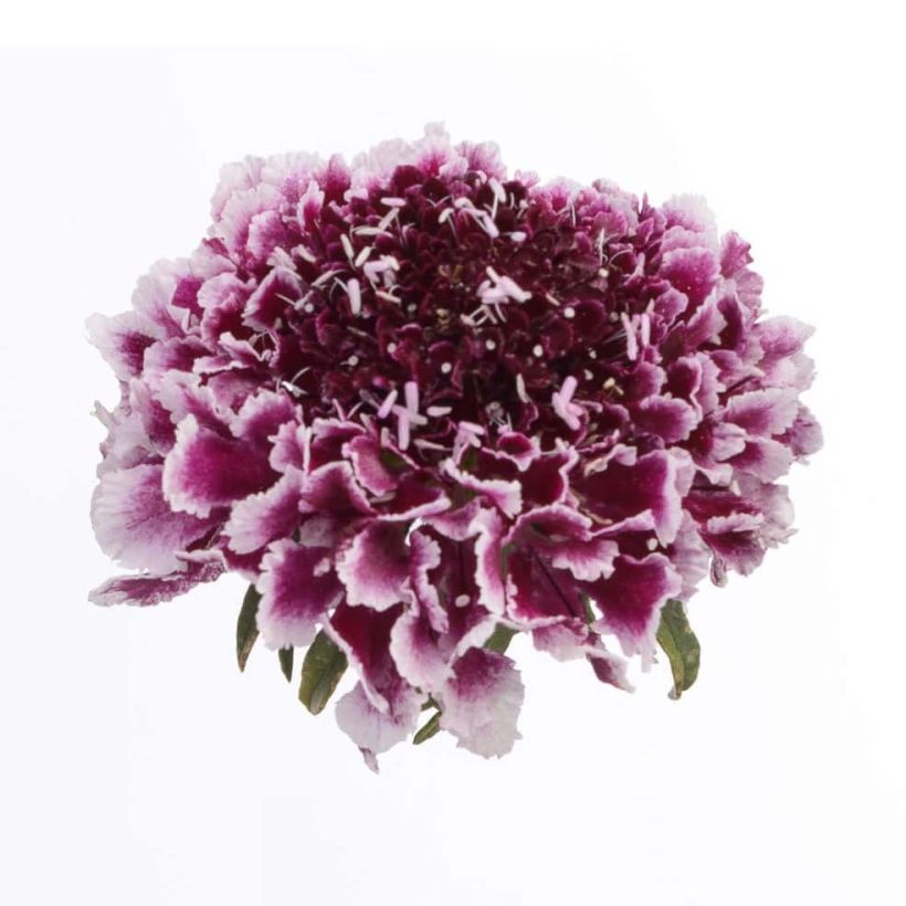 Koreatörmäkukka Cherry Vanilla Scoop (Kukinta)