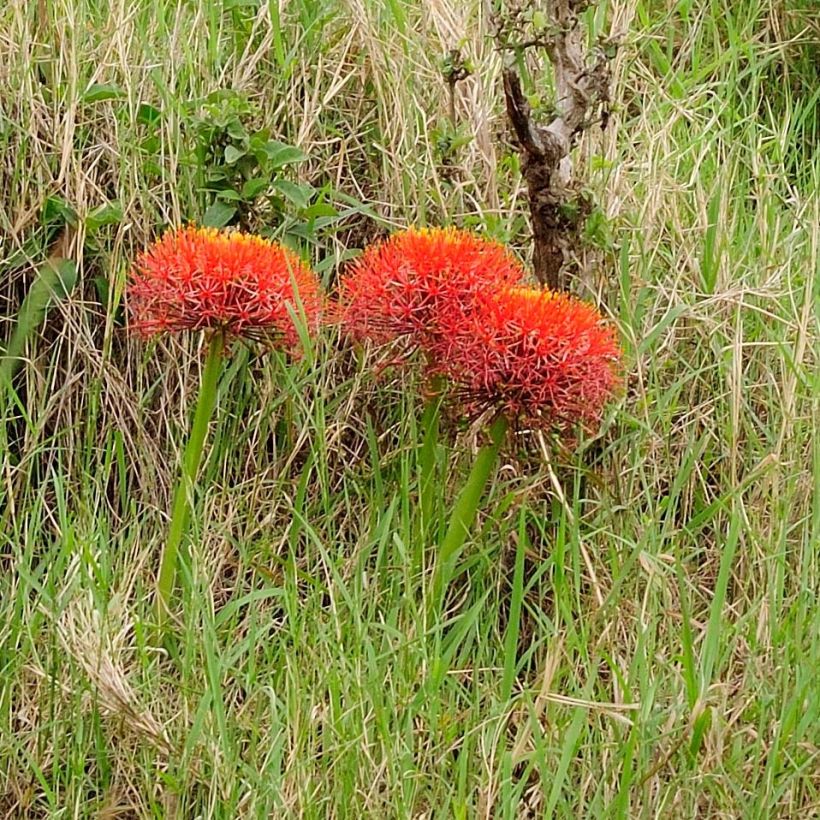 Verililja - Scadoxus multiflorus subsp multiflorus (Kasvutapa)