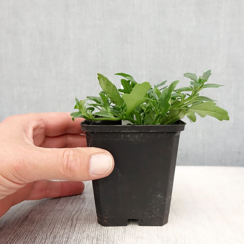 Esimerkki keväällä toimitetusta Scaevola Surdiva Blanc - Fleur éventail de fée Godet de 8/9 cm-taimesta