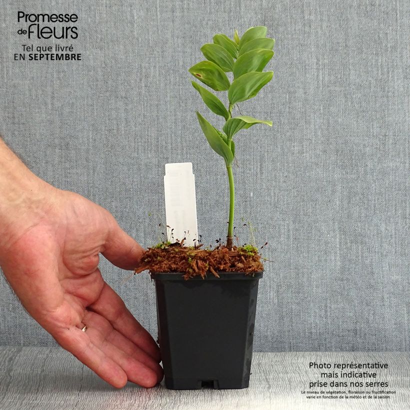 Esimerkki kesällä toimitetusta Kalliokielo - Polygonatum commutatum Taimiruukku 8/9 cm-taimesta