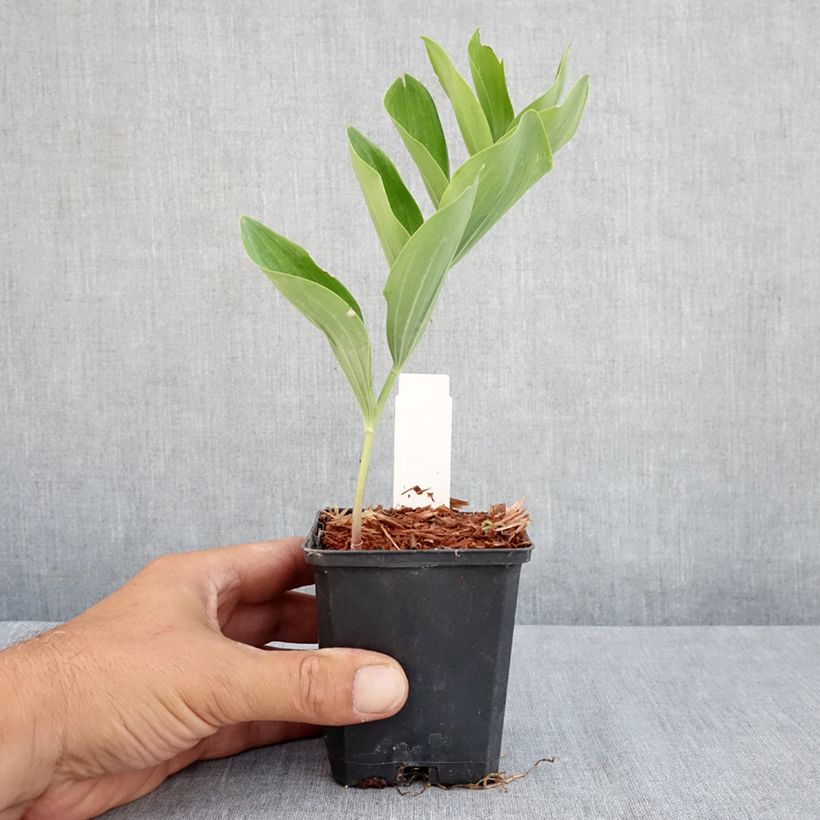Esimerkki kesällä toimitetusta Lehtokielo - Polygonatum multiflorum Taimiruukku 8/9 cm-taimesta