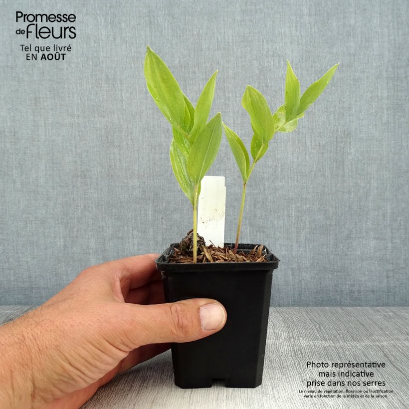 Esimerkki kesällä toimitetusta Kalliokielo - Polygonatum odoratum Taimiruukku 8/9 cm-taimesta