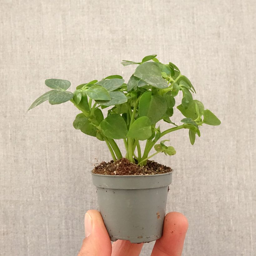 Esimerkki keväällä toimitetusta Siroliuska-aralia - Schefflera arboricola Minikasvi-taimesta