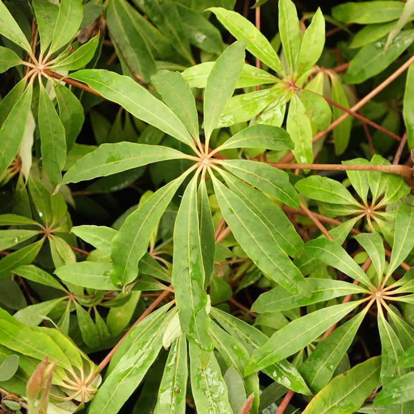 Schefflera taiwaniana (Lehvistö)