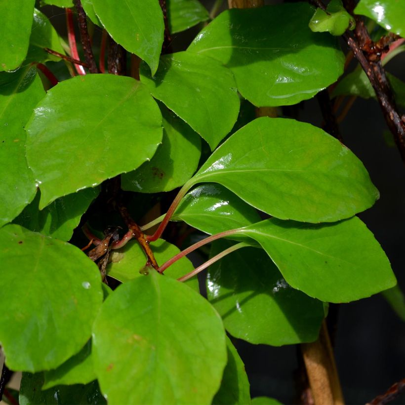 Hurmepalsamiköynnös - Schisandra rubriflora (Lehvistö)