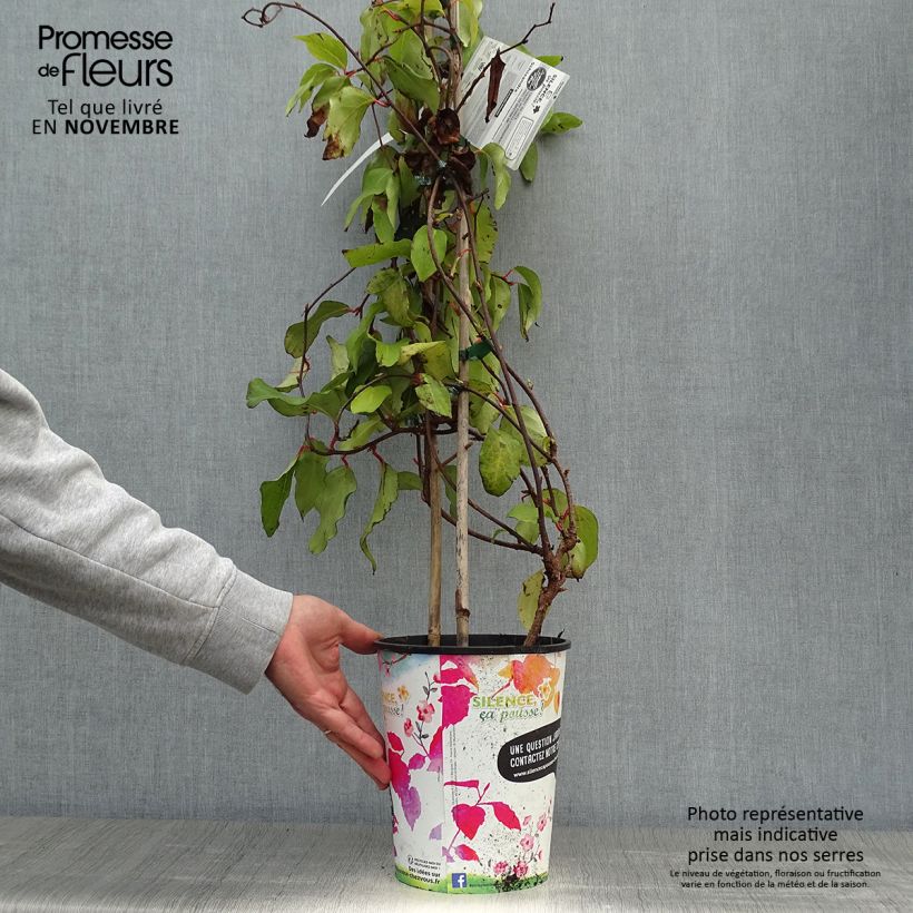Esimerkki syksyllä toimitetusta Hurmepalsamiköynnös - Schisandra rubriflora 4 litran/5 litran ruukku-taimesta