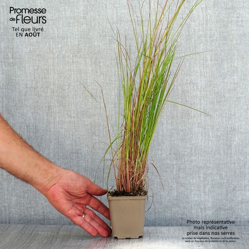 Esimerkki kesällä toimitetusta Schizachyrium scoparium Blaze - Herbe à balais Godet de 8/9 cm-taimesta