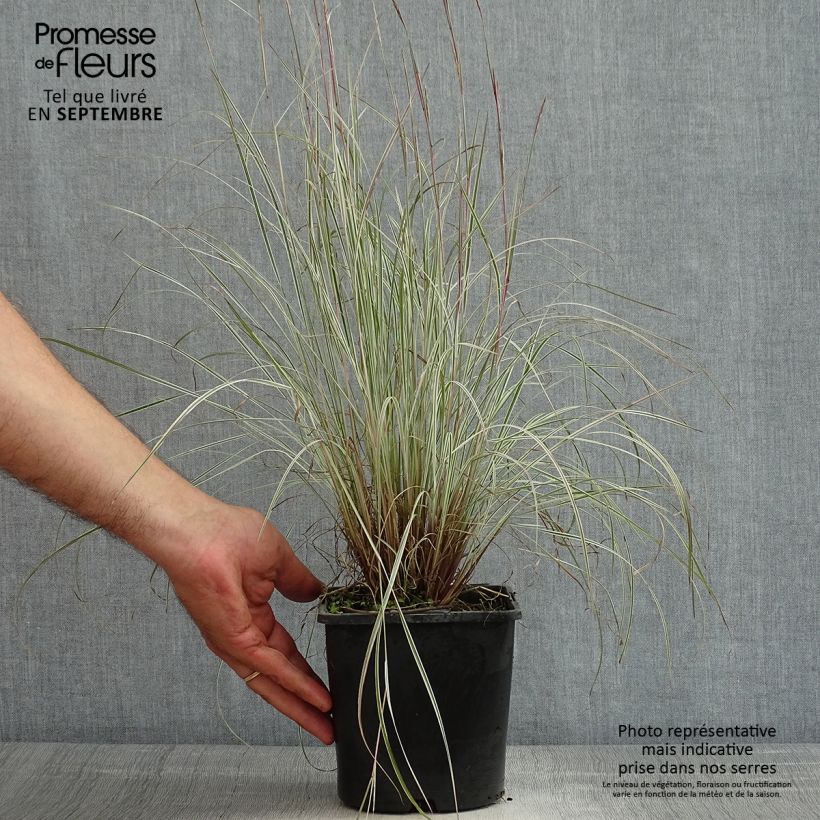 Esimerkki kesällä toimitetusta Preeriahahtuheinä Chameleon Pot de 2L/3L-taimesta