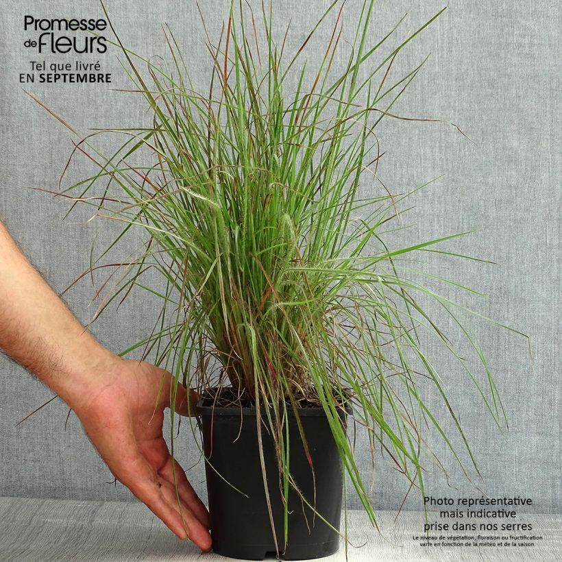 Esimerkki kesällä toimitetusta Preeriahahtuheinä Ha Ha Tonka Pot de 2L/3L-taimesta