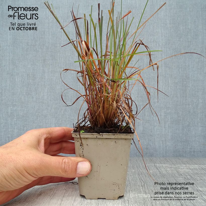 Esimerkki syksyllä toimitetusta Preeriahahtuheinä Prairie Blues 8/9 cm taimiruukku-taimesta