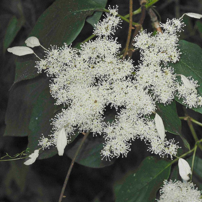 Schizophragma fauriei Angel Wings (Kukinta)