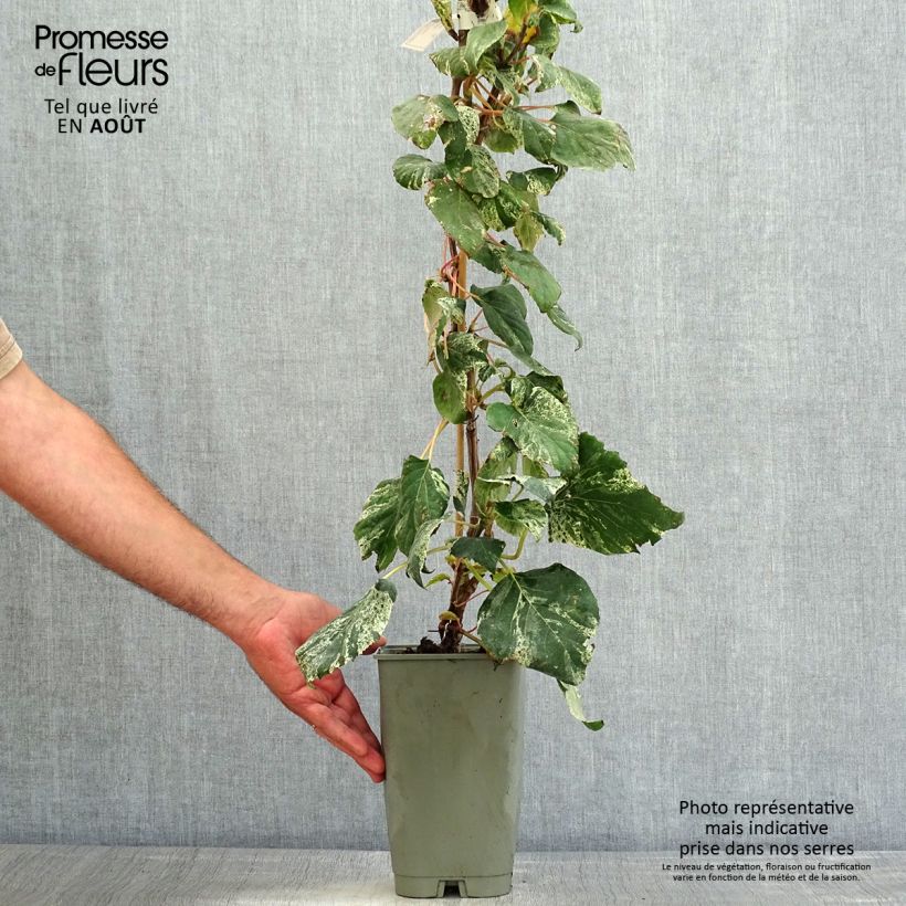 Esimerkki kesällä toimitetusta Herttahortensia Burst of Light Pot de 2L/3L-taimesta