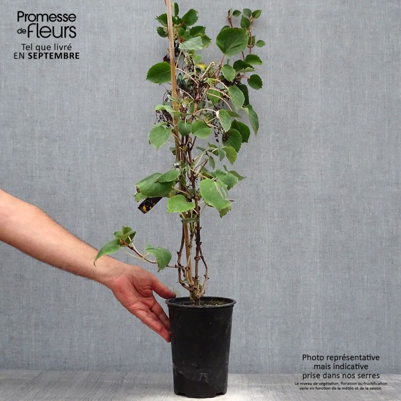 Esimerkki syksyllä toimitetusta Herttahortensia - Schizophragma hydrangeoides 2 litran/3 litran ruukku-taimesta