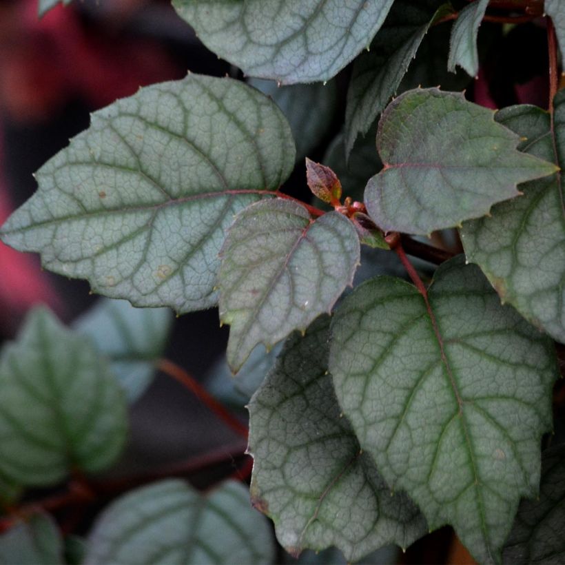 Herttahortensia Moonlight (Lehvistö)
