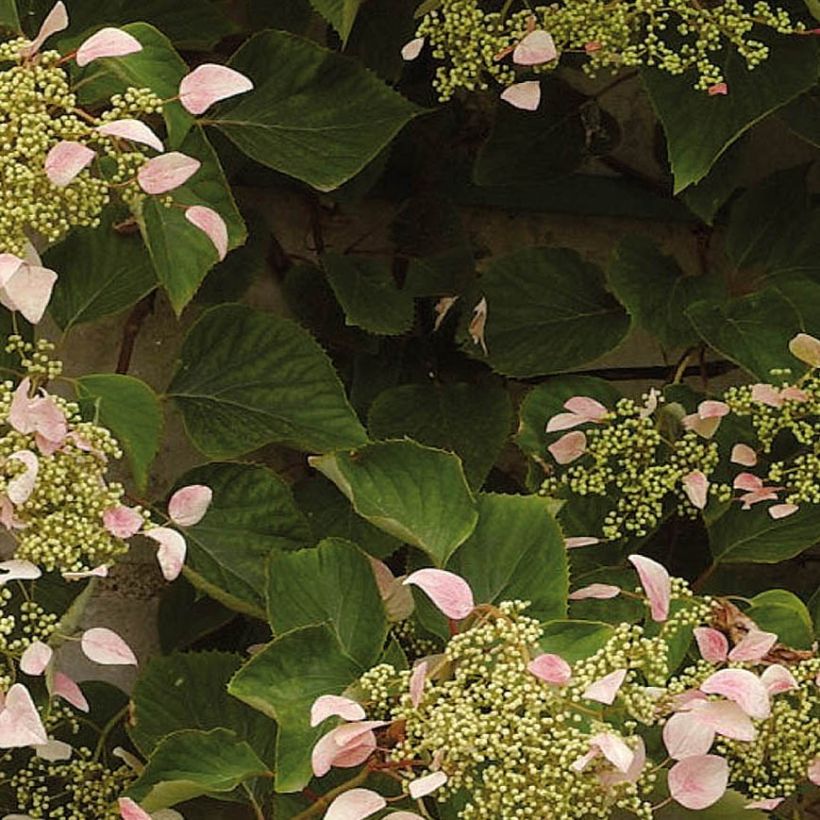 Herttahortensia Rose Sensation (Lehvistö)