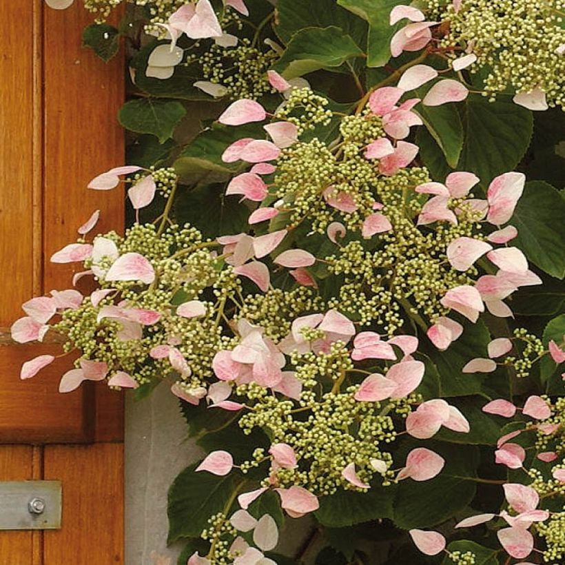 Herttahortensia Rose Sensation (Kukinta)