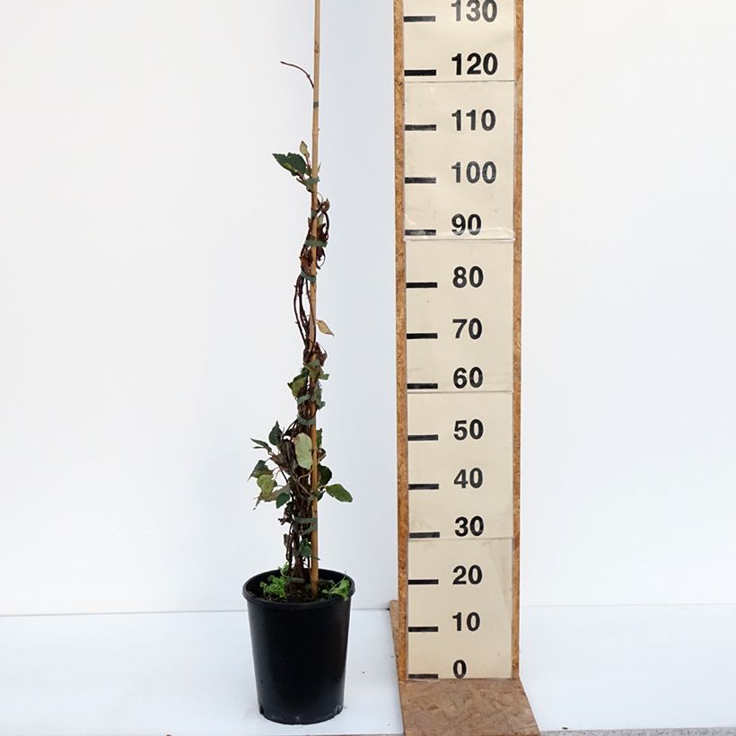 Esimerkki syksyllä toimitetusta Herttahortensia Rose Sensation Ruukku 6L / 7L-taimesta