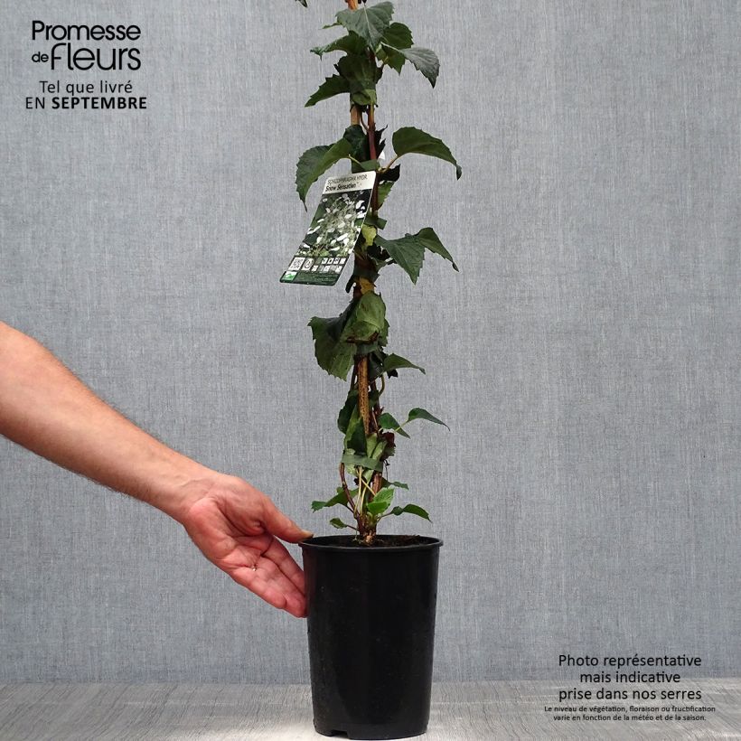 Esimerkki syksyllä toimitetusta Schizophragma hydrangeoides Snow Sensation - Faux hortensia grimpant Pot de 3L/4L-taimesta