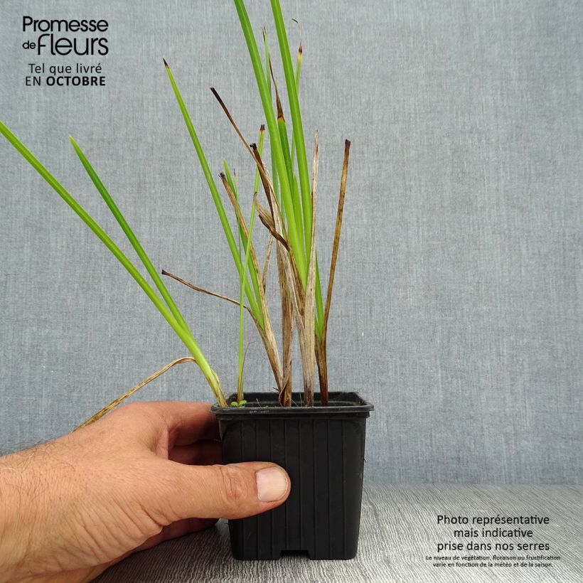 Esimerkki syksyllä toimitetusta Schizostylis coccinea Alba Lis des Cafres 7/8 cm taimiruukku-taimesta