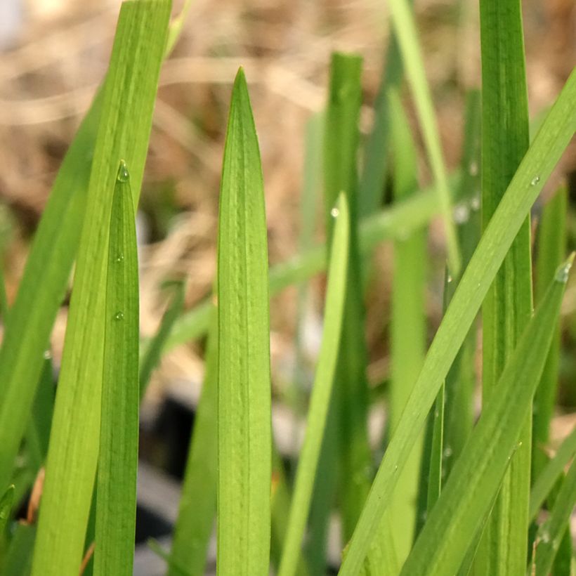 Schizostylis coccinea (Lehvistö)
