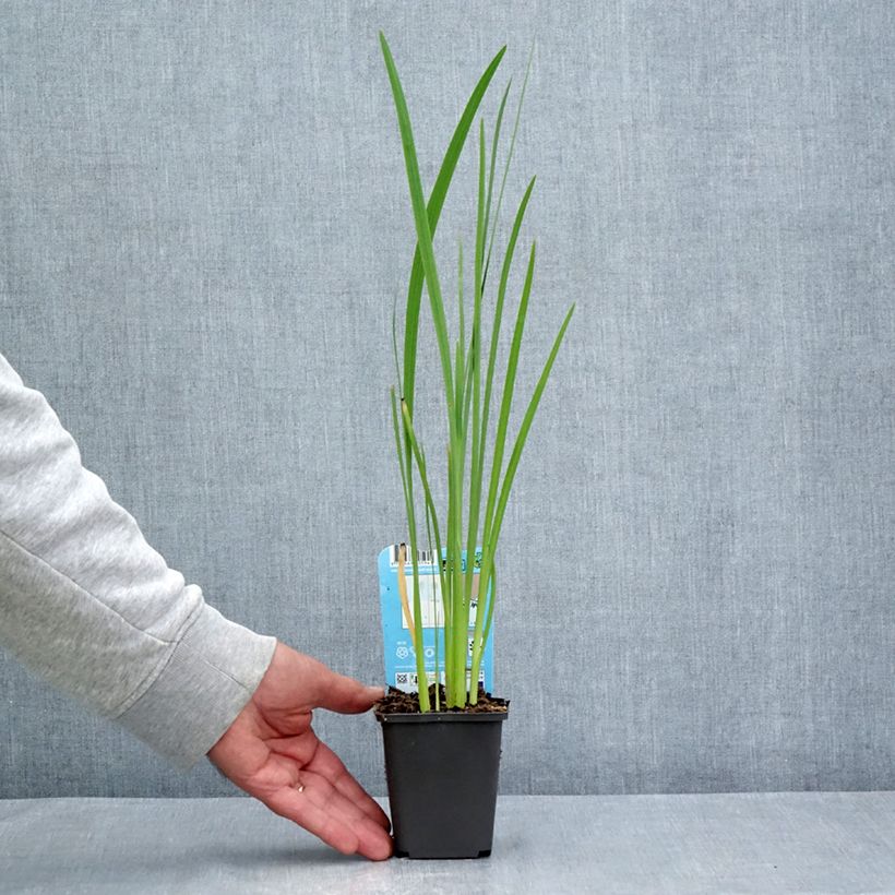 Esimerkki kesällä toimitetusta Schizostylis coccinea 8/9 cm taimiruukku-taimesta
