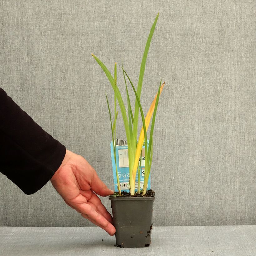 Esimerkki keväällä toimitetusta Schizostylis coccinea 8/9 cm taimiruukku-taimesta